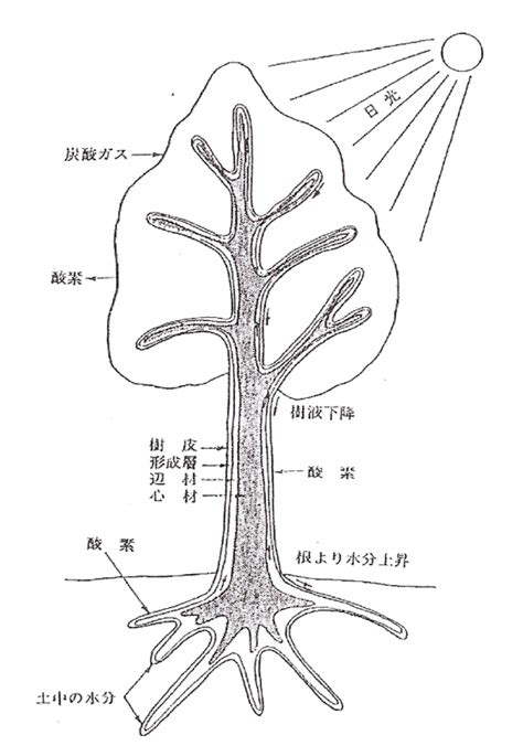 樹根位置|樹木の根の生長と分布特性